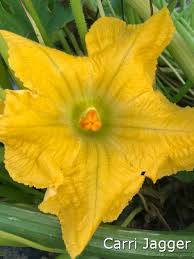Image result for male flowers cucumber