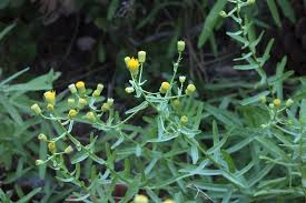 Image result for Senecio inornatus