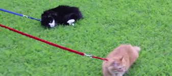 Résultat de recherche d'images pour "dragging cat leash"
