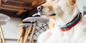 Possible causes, signs and symptoms, standard treatment options and means of care and support. How To Make A Pit Bull Release Its Bite