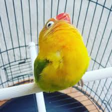 Download Kumpulan Mp3 Suara Burung Lovebird Ngekek Panjang Bagus Buat Masteran Mbahe Burung Burung Binatang