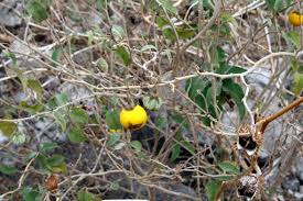 Image result for Solanum campylacanthum 'incanum type'