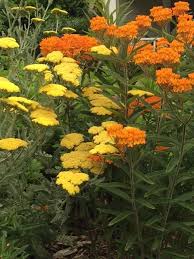 Pin On Garden Id Plant Flowers