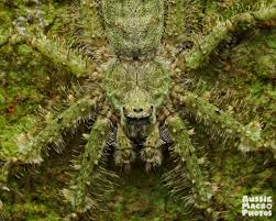 Image result for Linderniella gracilis