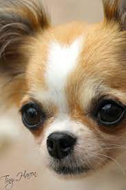 Chihuahua Yuppypup Co Uk Provides The Fashion Conscious With Stylish Clothes For Chihuahua Chihuahua Puppies Chihuahua Cute Chihuahua