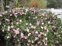 During the late 1960s, i had to be at the san diego zoo several times week for a class with albert, the silverback gorilla. Flirtation Camellia Plants Display
