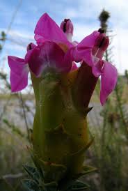 Image result for Penaeaceae