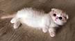 Munchkin cat price. Munchkin cost. Where to buy Munchkin ...
