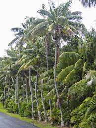 Image result for Howea