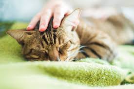Our veterinary oncologist explains what to do if cats experiencing a seizure may abruptly and violently thrash about, chomp their teeth, drool, lose since a seizure is characterized as a disorganized activity of brain cells, it is not surprising that a. What Causes Cat Seizures And How To Help Your Kitty Daily Paws