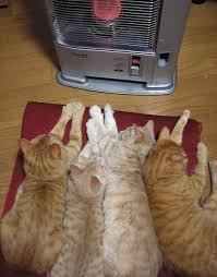 Animals Love Warmth 7 605