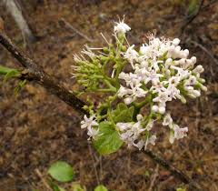 Image result for Ehretia cymosa