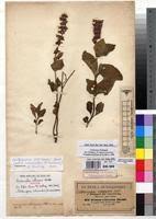 Image result for Orthosiphon schimperi