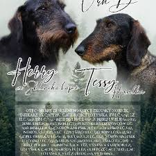 Image result for jezevčík drsnosrstý