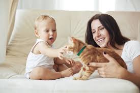 Clutter, clowder, litter (young born to one female), kindle (kittens). Introducing A Cat To A Baby Comfort Zone