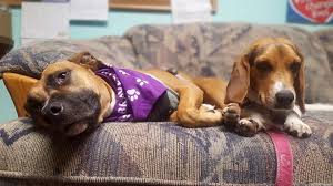 Visit anchor animal hospital in anaheim, ca and save 25% on your vet bill with a pet plan by pet assure. Anchor Animal Hospital Photos Facebook