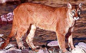 Calculating and working please be patient. Singa Gunung Adalah Kucing Besar Dan Pemangsa Pengeluaran Semula Pemakanan Dan Gambar Binatang Itu Sifat 2021