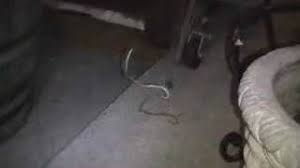 In hot dry places black widows are specialist feeders, living on a diet of scorpions. Black Widow Spider Eats Snake Youtube