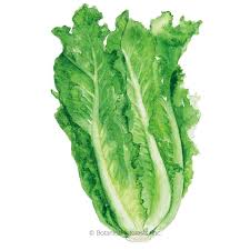 When do you harvest romaine lettuce? Parris Island Cos Romaine Lettuce Seeds Vegetables Botanical Interests