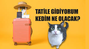 Kediler Evde Yalniz Kalabilir Mi Seyahate Ciktigimda Kedim Ne Olacak 2020 Kedi Evi Kedi Evler
