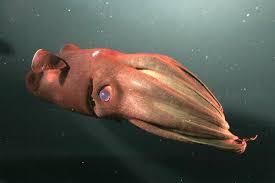 Vampire Squid Is An Apt Name For A Creature That Lurks In The Lightless Depths Of The Ocean Comfortable A Deep Sea Creatures Weird Sea Creatures Deep Sea Life