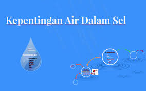 Ternyata kepunyaan muki lebih besar dari yang kubayangkan. Kepentingan Air Dalam Sel By Hazira Aris