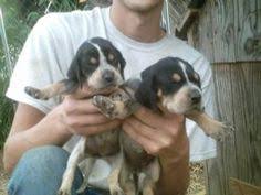 Select state alabama alaska arizona arkansas california colorado connecticut delaware district of columbia florida georgia hawaii idaho illinois indiana iowa kansas kentucky louisiana maine i have to female bulldog puppies for sale. 10 Blue Tick Puppy Ideas Bluetick Coonhound Coonhound Puppies