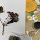 The Body Language of Plants - Botany and Art Workshop event image