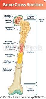 Quizlet flashcards, activities and games help you improve your grades. Vector Illustration Scheme Of Bone Cross Section Diagram With Articular Cartilage Marrow Spongy Bone Medullary Cavity Canstock