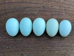 Eggs are handled carefully on farms, through processing and in stores to ensure safety. Pin On Chickens