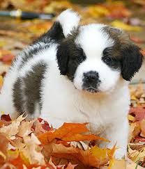 View this post on instagram. St Bernard Perfect Pedigree Thailand