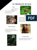 Origine fac parte din genul callithrix care contine in total 18 specii. Animale Si Plante Protejate