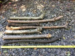 Extra Thick Wood Tree Branches For Arts Crafts Home Decor Habitat Action Craftworks Llc