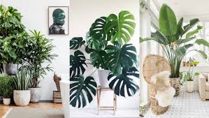 Your home's decor lets your guests in on your personality as an individual, and finding that right touch with kohl's is easy! A List Of The Best Indoor Plants For Fabulous Home Decor