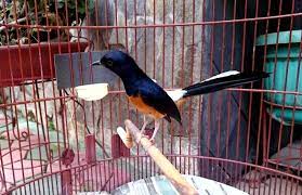 Burung keluarga turdidae dikenal memiliki kemampuan berkicau yang baik dengan suara merdu, bermelodi, dan sangat bervariasi. 18 Jenis Burung Murai Batu Terbaik Di Seluruh Dunia Beserta Gambar Dan Penjelasannya Hobinatang