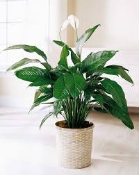 Le Lys De Paix Deal Dans La Cuisine La Salle De Bain Et La Salle De Lavage Puisque Cette Plante Purifie L Air Des Vapeu Plante Hiver Plante Verte Peace Lily