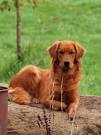 Red Golden Retriever: The Complete Dog Breed Guide – All ...