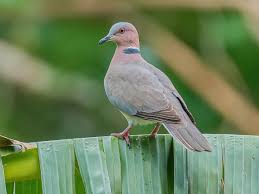 Image result for Pavetta subumbellata