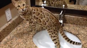 The bengal cat is a unique domestic breed derived from crossing various breeds of domestic cats with asian leopard cats. Sunshine F1 Bengal Cat Playing In The Water 2 18 14 Youtube