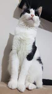 smokin kedisi tuy doker mi smokin kedi kedi kediler ve yavrulari
