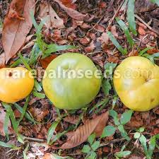 Image result for Aristida stipitata