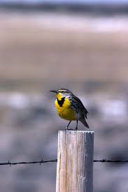 Make sure to use a bright red crayon to color in those famous feathers. Wyoming Secretary Of State