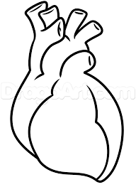 Simple human heart drawing anatomy body list easy human heart drawing. Class Easy Simple Human Heart Drawing Novocom Top