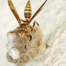 One unique thing about european hornets is that they are active at night, unlike other bees and wasps, johnson says. Bee Wasp Or Yellow Jacket Dengarden