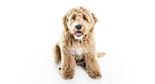 Even though this dog is a hybrid, he might have similar traits of either one. Golden Labradoodle What To Expect From This Popular Cross