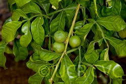 Image result for Citropsis