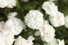 Image result for Summerhayesia