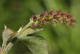 Image result for Acalypha chirindica