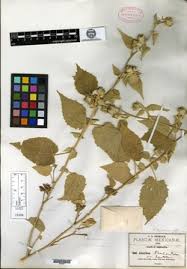 Image result for Abutilon englerianum
