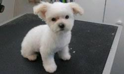 Read real reviews of pet grooming experts in the dallas area as rated by other customers. Mobile Dog Grooming For Dallas Texas